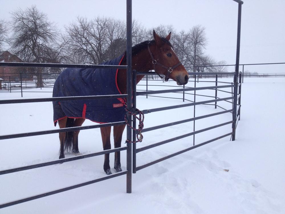 round pipe cattle panel